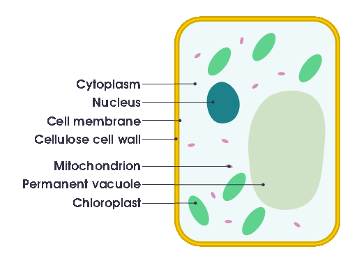 interactive map of plant cell diagram