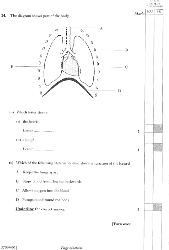 lungs