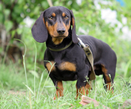 dachshund