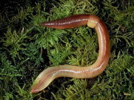 earthworm