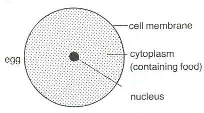 egg