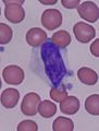 lymphocyte