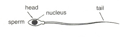 sperm
