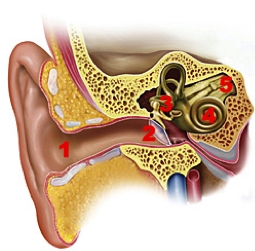 the ear