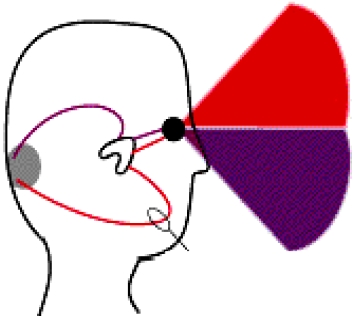 Vision Field Color understanding visual field