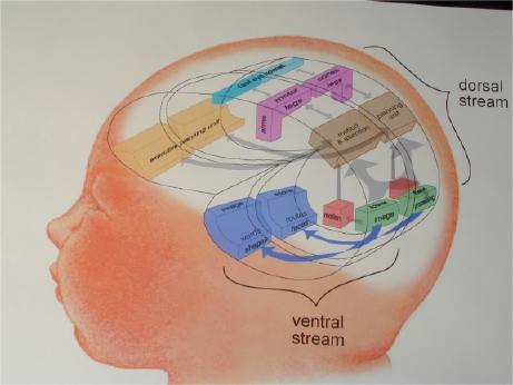 dorsal and ventral stream