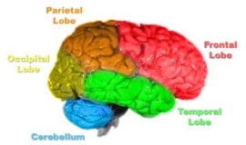 lobes of the brain