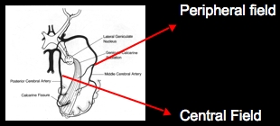 2 separate blood supplies