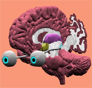 model of optic nerve